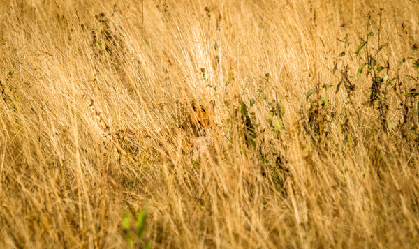 Comment fonctionne le camouflage chez les animaux ?