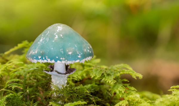 Dix champignons à voir absolument !