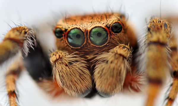 Quelles couleurs les animaux voient-ils ?