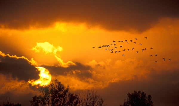 Les oiseaux migrateurs : de vrais champions de l'orientation