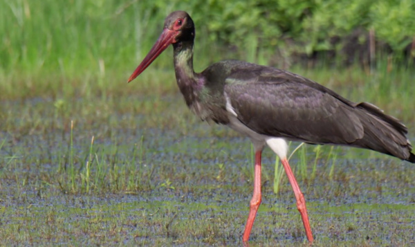 Cigognes noires à la recherche de nourriture
