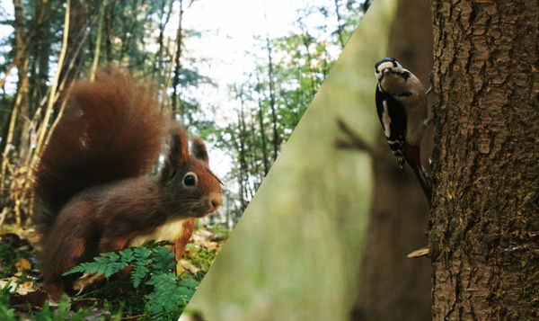 Un Pic épeiche vole la noisette d'un écureuil