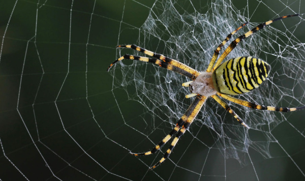 Pourquoi une araignée ne colle-t-elle pas à sa propre toile ?