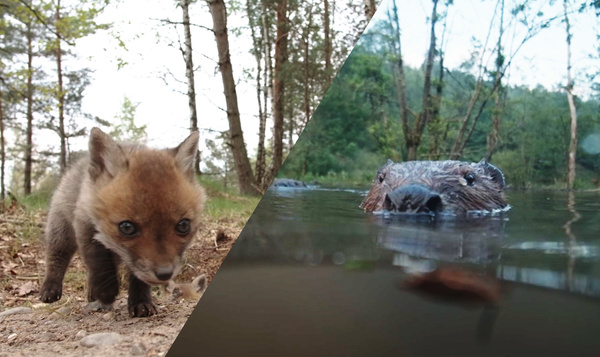 Cadeaux de la nature