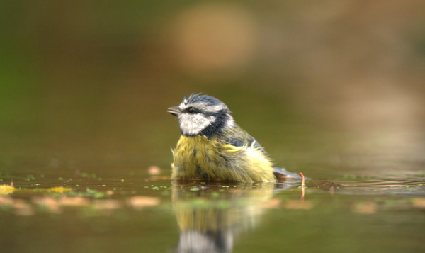 La mésange bleue prend un bain