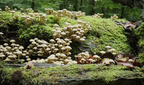 Dix mille champignons