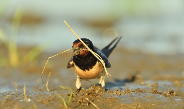 Comment attirer des hirondelles dans votre jardin : 6 conseils