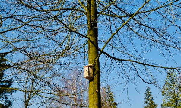 Fabriquez un nichoir pour oiseaux, étape par étape