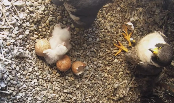 Les jeunes faucons pèlerins reçoivent leur premier repas