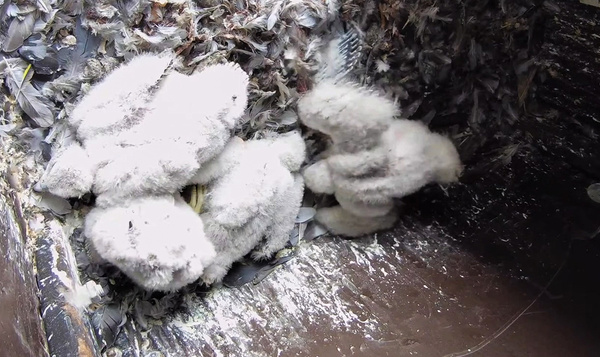 Les jeunes faucons pèlerins se promènent dans les environs