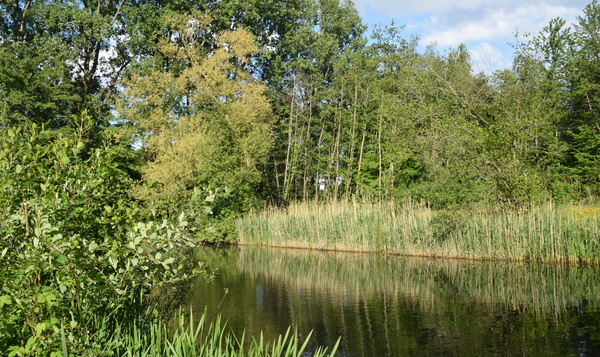 Nager dans votre jardin sauvage