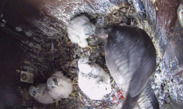 Les jeunes faucons pèlerins défient leurs parents