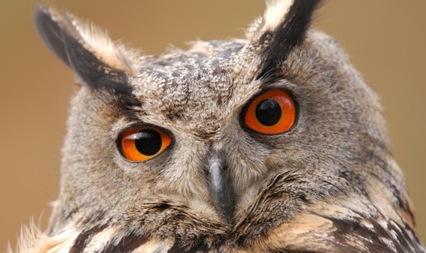 5 coups d'œil sur l'œil du hibou