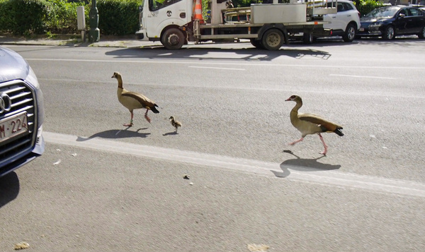 Des ouettes d'Egypte se promènent en ville