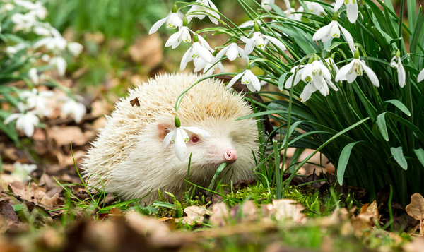 Comment les animaux atteints d'albinisme ou d'autres altérations de couleurs survivent-ils dans notre nature?