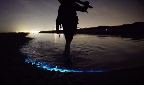 Où et quand voir des algues bioluminescentes à la côte belge ?