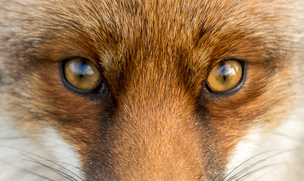 Quiz: Connaissez-vous nos prédateurs ?