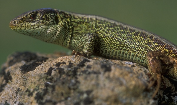 Les amateurs de soleil de la nature : pourquoi ces animaux aiment-ils tant le soleil ?