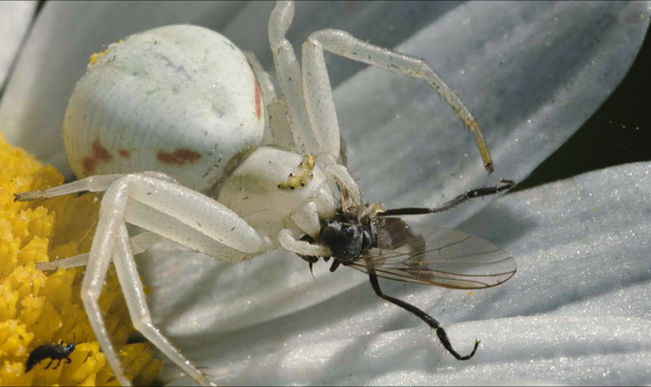 L’attaque surprise de la Thomise variable