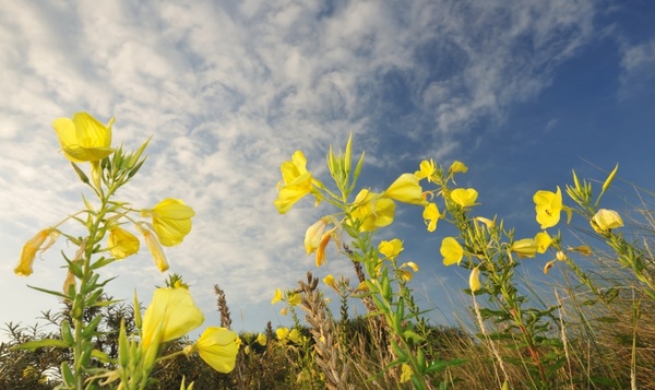 Les plantes peuvent-elles entendre des sons ?