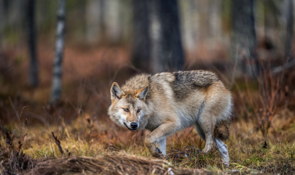 Promenade sur le territoire des loups : do's & dont's