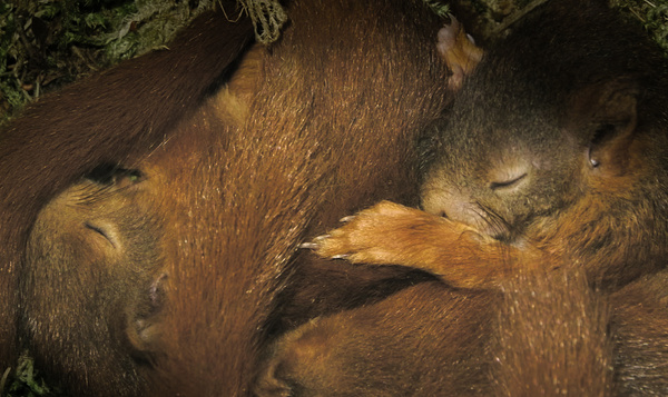 Les jeunes écureuils endormis se réveillent