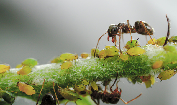 Les fourmis et leur troupeau de pucerons