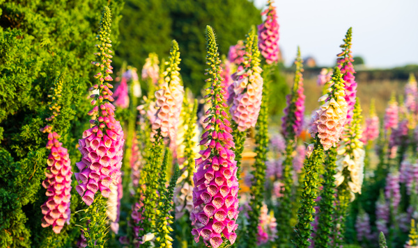 Les plantes vénéneuses sauvages de votre jardin