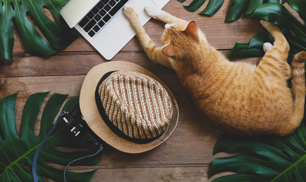 Comment les animaux communiquent-ils entre eux ?