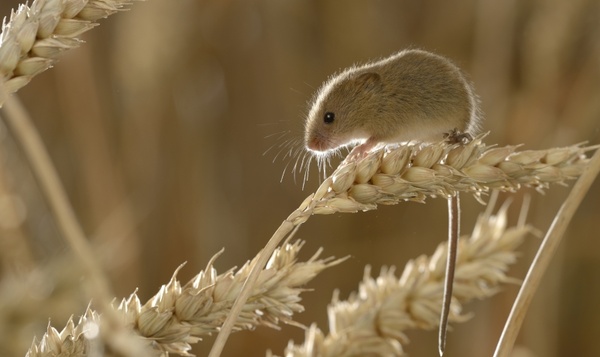 Ne dites jamais simplement « souris » à une souris