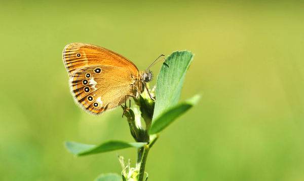 Après 25 ans d’absence, le fadet de la mélique fait son grand retour en Belgique !