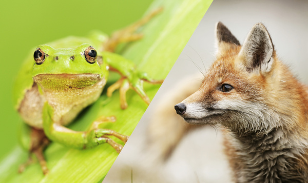 QUIZ : Reconnaissez-vous ces sons d’animaux ?