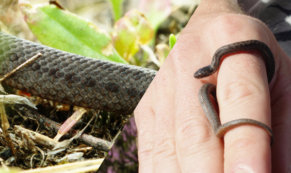 Bébés de coronelle lisse dans la Kalmthoutse Heide