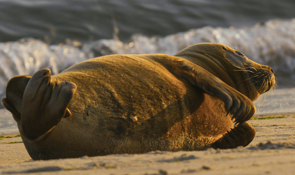 Les phoques profitent de l’été indien à Ostende