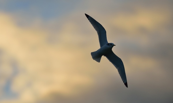 Mouette tridactyle