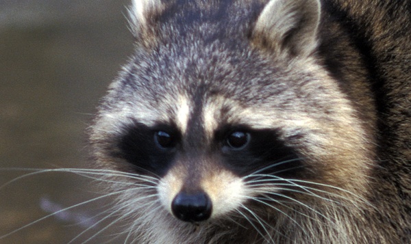 Le raton laveur : nuisible ou inoffensif ?