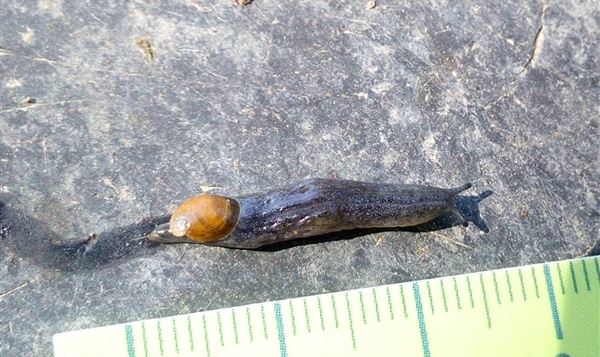 Hélicolimace - Daudebardia brevipes