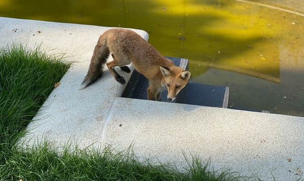La légende de Renart, le goupil urbain