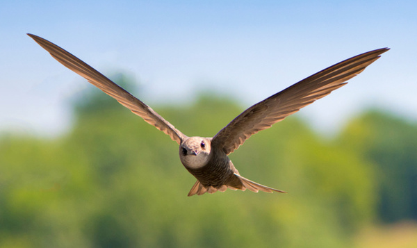 Les super-héros du samedi : le martinet dort dans les nuages