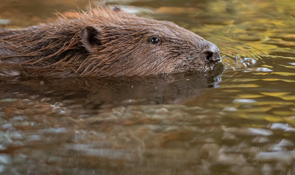 Les super-héros du samedi : le castor et ses lunettes de plongée intégrées