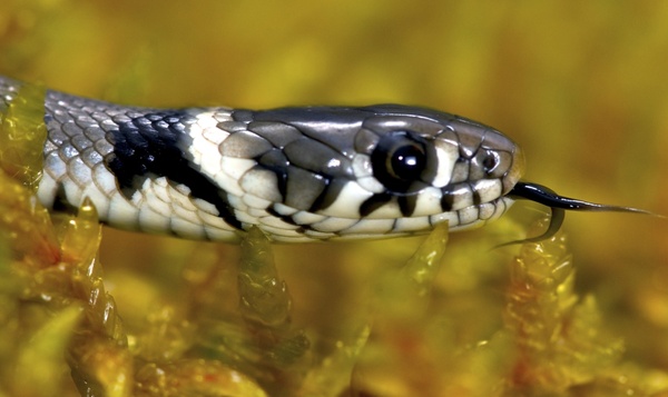 Les super-héros du samedi: la couleuvre à collier et son odeur pestilentielle