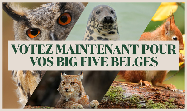 POLL:  Votez pour vos Big Five belges !