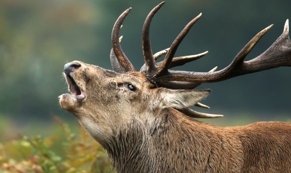 A la recherche des Big Five de Belgique