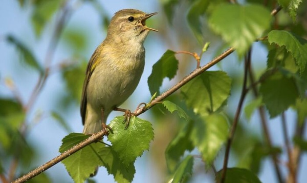 La passion particulière de l’homme qui écoutait les oiseaux
