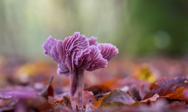 Le grand quiz des champignons