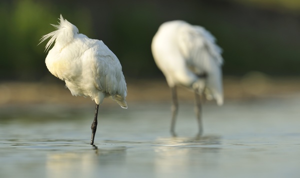 Les super-héros du samedi : les oiseaux équilibristes !