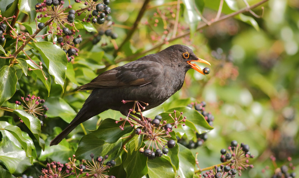 Le lierre, c'est super !