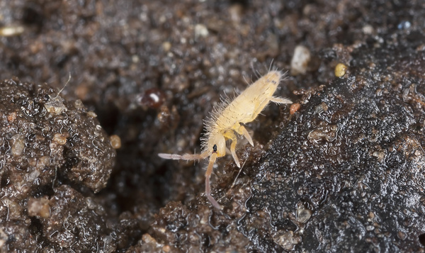Quiz : Connaissez-vous les héros insoupçonnés de notre nature ?