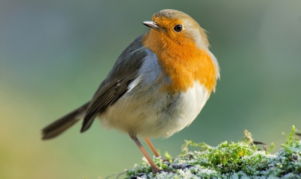Ces animaux qui préfèrent rester célibataires