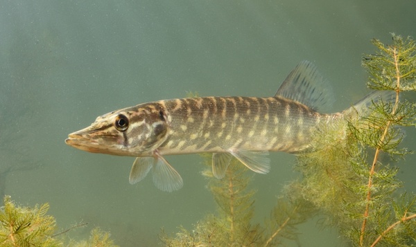 Comme un poisson dans l’eau